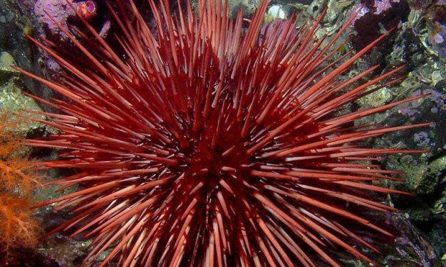 İnsandan daha uzun yaşayan hayvanlar