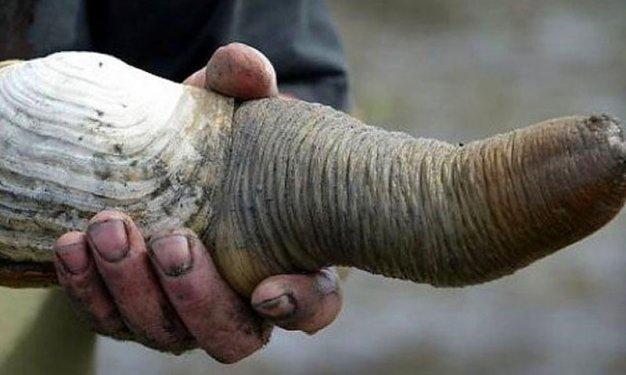 İnsandan daha uzun yaşayan hayvanlar