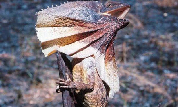 Dünyada yaşadıklarına inanılması güç canlılar