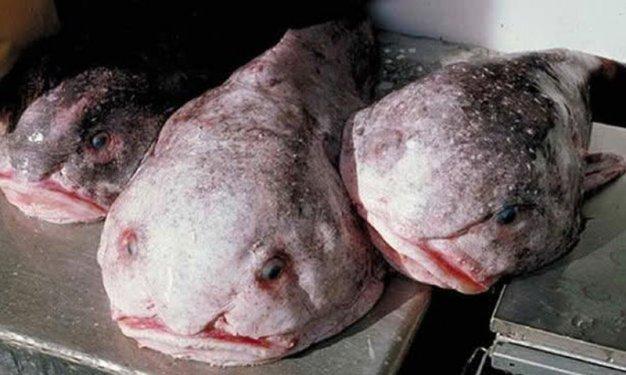 Dünyada yaşadıklarına inanılması güç canlılar