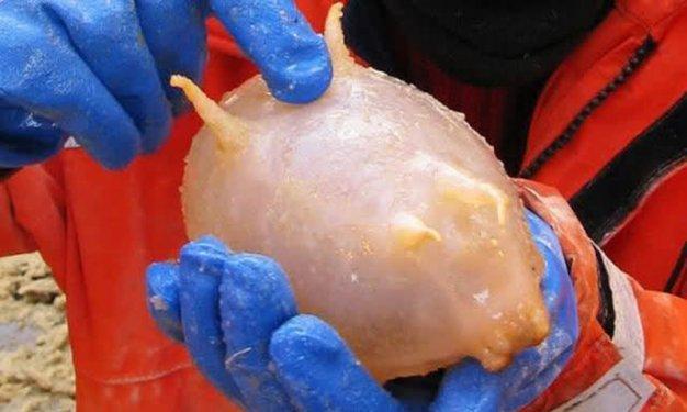 Dünyada yaşadıklarına inanılması güç canlılar