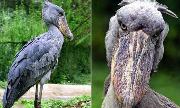 Dünyada yaşadıklarına inanılması güç canlılar