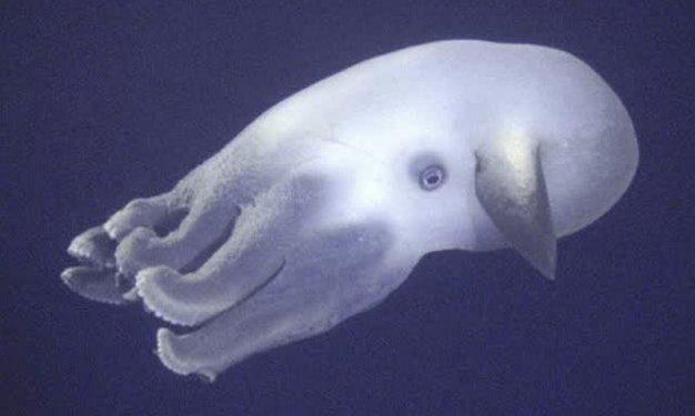 Dünyada yaşadıklarına inanılması güç canlılar