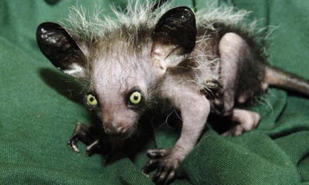 Dünyada yaşadıklarına inanılması güç canlılar