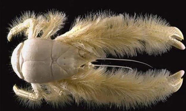 Dünyada yaşadıklarına inanılması güç canlılar