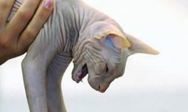 Dünyada yaşadıklarına inanılması güç canlılar