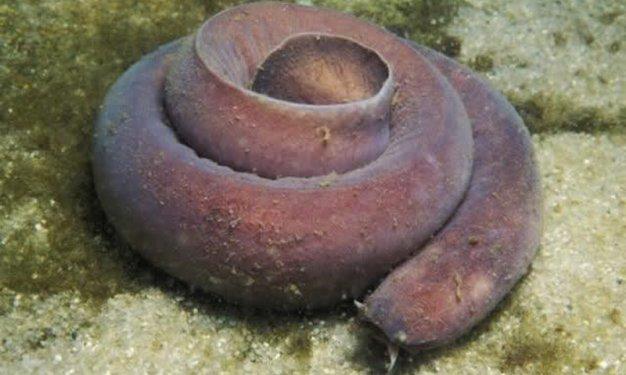 Dünyada yaşadıklarına inanılması güç canlılar