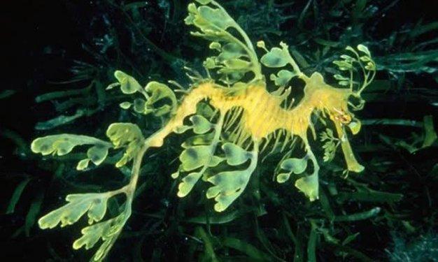 Dünyada yaşadıklarına inanılması güç canlılar