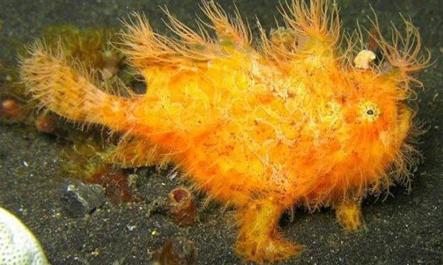 Dünyada yaşadıklarına inanılması güç canlılar