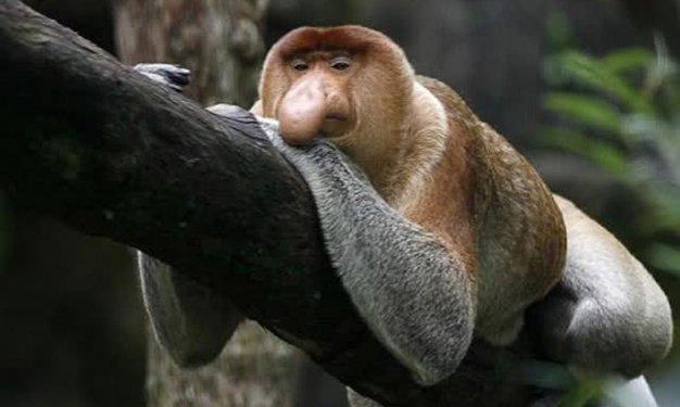 Dünyada yaşadıklarına inanılması güç canlılar