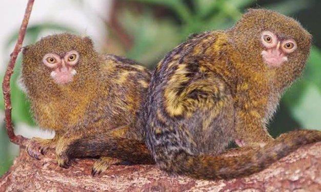 Dünyada yaşadıklarına inanılması güç canlılar