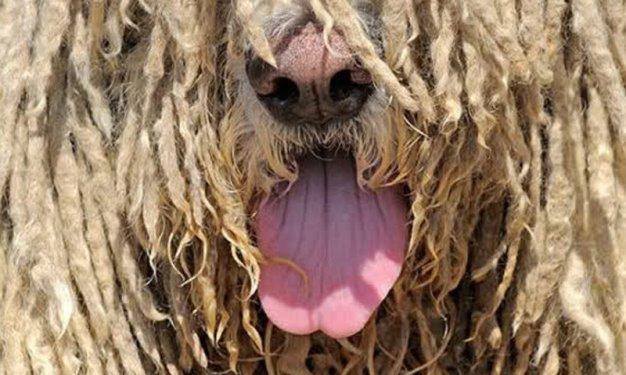 Dünyada yaşadıklarına inanılması güç canlılar