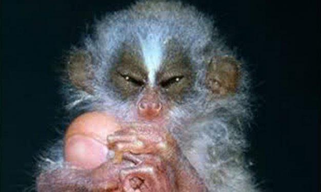 Dünyada yaşadıklarına inanılması güç canlılar