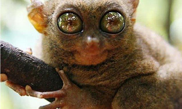 Dünyada yaşadıklarına inanılması güç canlılar