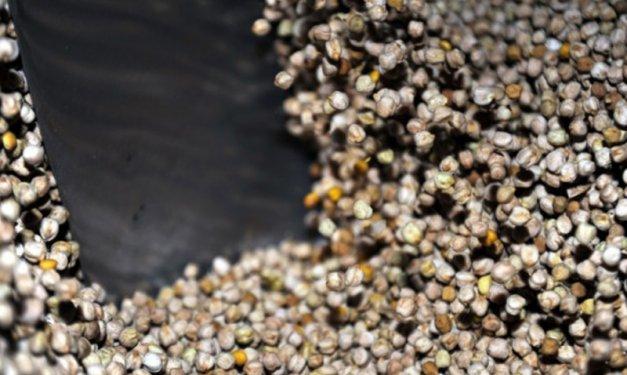 Leblebinin 600 yıllık tarihi