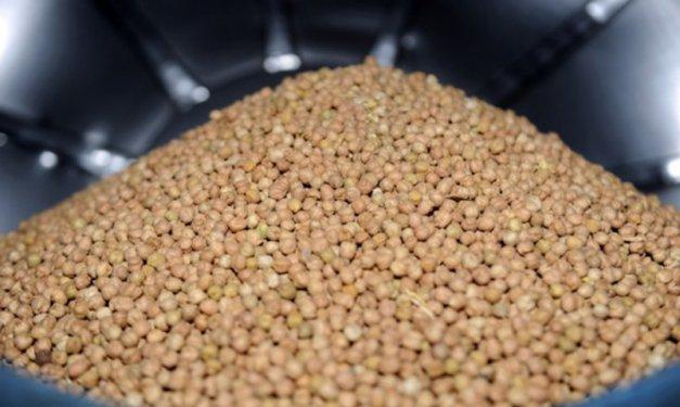 Leblebinin 600 yıllık tarihi