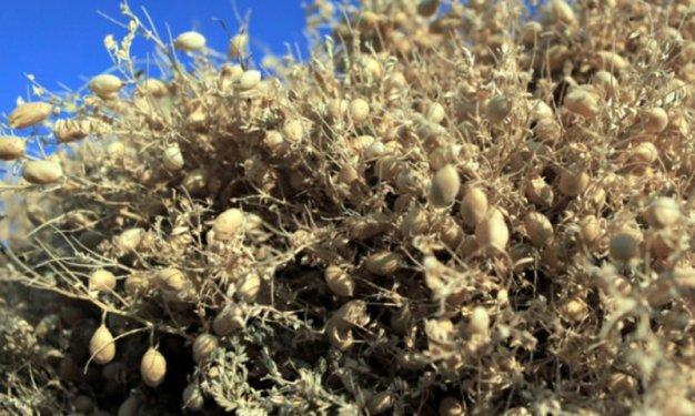 Leblebinin 600 yıllık tarihi