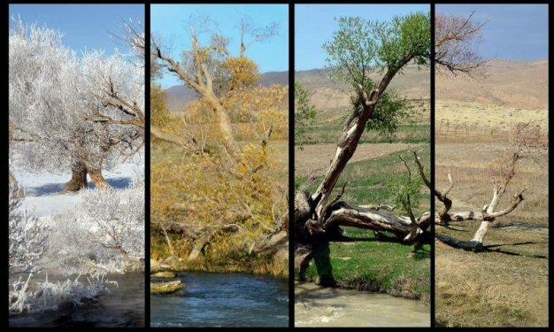 Tek fotoğrafta dört mevsim