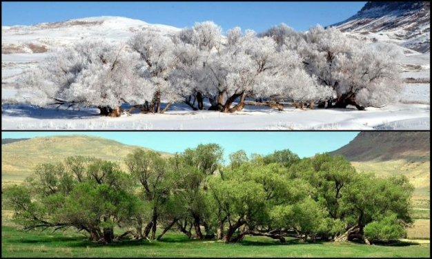 Tek fotoğrafta dört mevsim