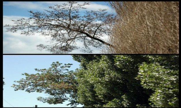 Tek fotoğrafta dört mevsim