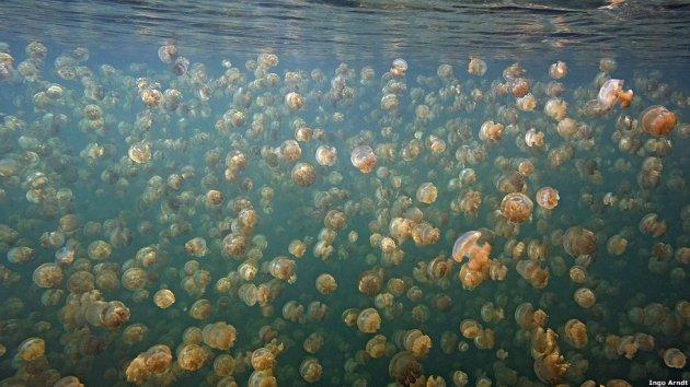 Kitle halinde yaşayan hayvanlar