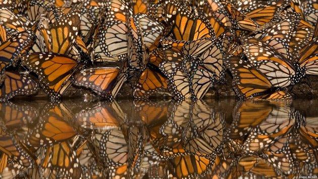 Kitle halinde yaşayan hayvanlar