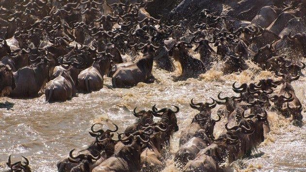 Kitle halinde yaşayan hayvanlar