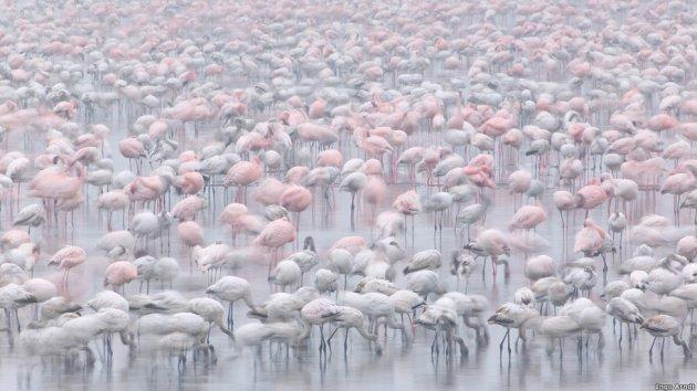 Kitle halinde yaşayan hayvanlar