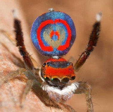 Dünyanın en güzel örümceği tavus kuşuna benziyor