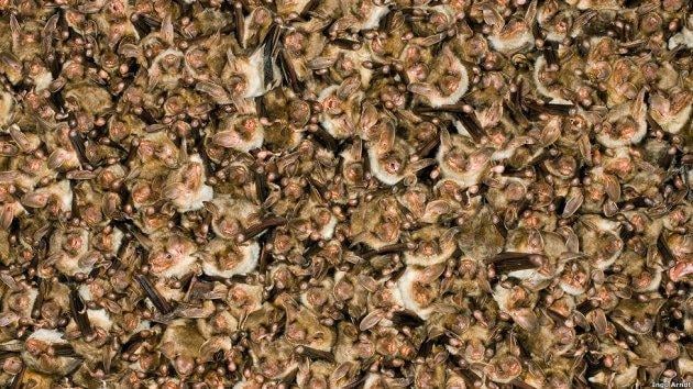 Kitle halinde yaşayan hayvanlar