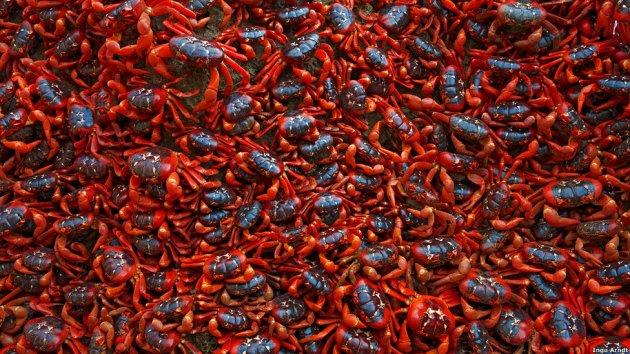 Kitle halinde yaşayan hayvanlar