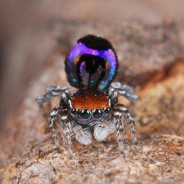 Dünyanın en güzel örümceği tavus kuşuna benziyor