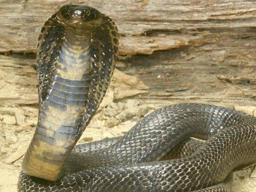 En zehirli 10 hayvan