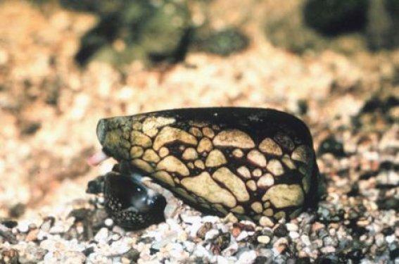 En zehirli 10 hayvan