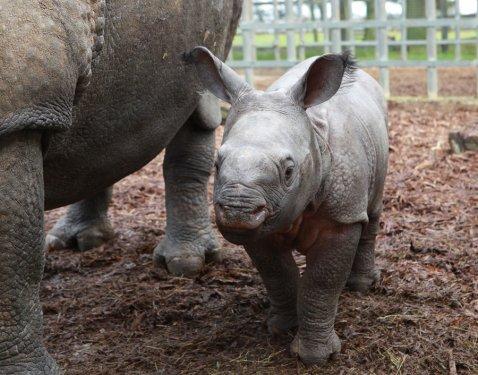 59 kiloluk gergedan ilgi odağı oldu