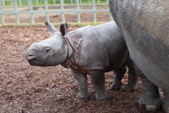 59 kiloluk gergedan ilgi odağı oldu