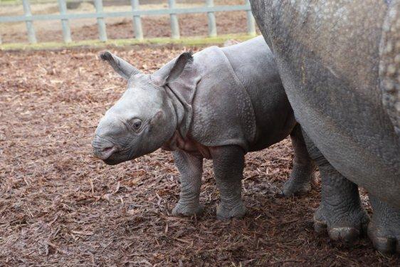 59 kiloluk gergedan ilgi odağı oldu