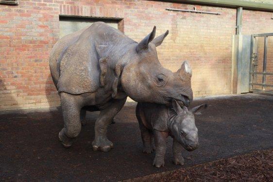 59 kiloluk gergedan ilgi odağı oldu