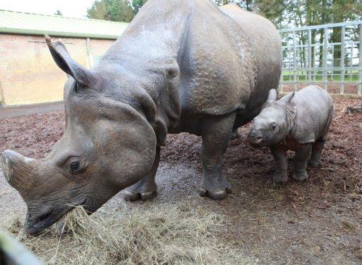 59 kiloluk gergedan ilgi odağı oldu