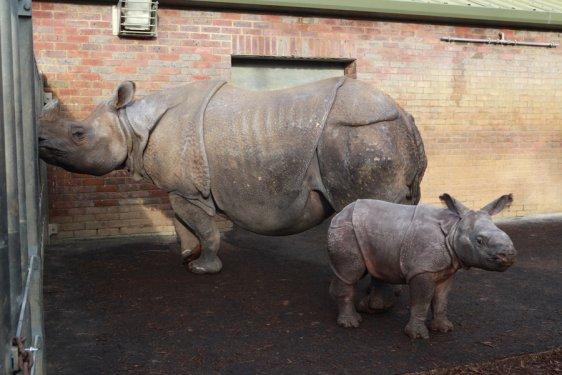 59 kiloluk gergedan ilgi odağı oldu