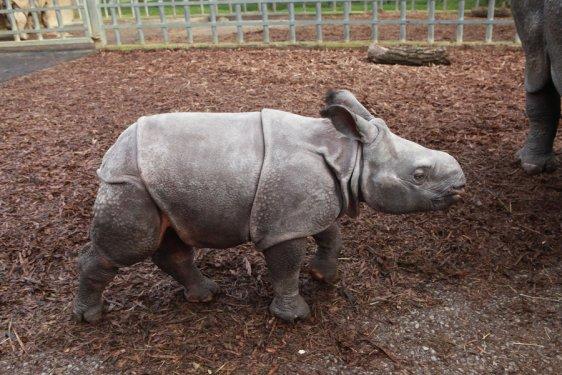 59 kiloluk gergedan ilgi odağı oldu