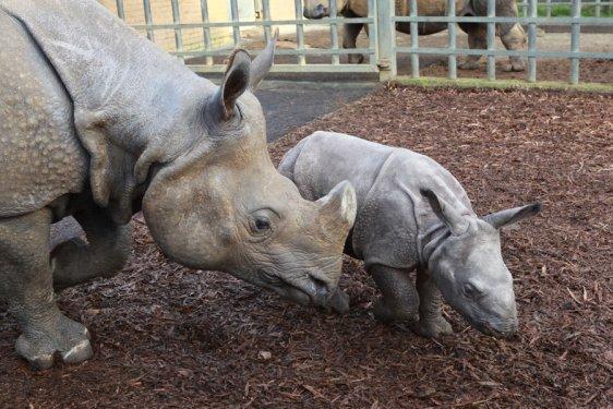 59 kiloluk gergedan ilgi odağı oldu