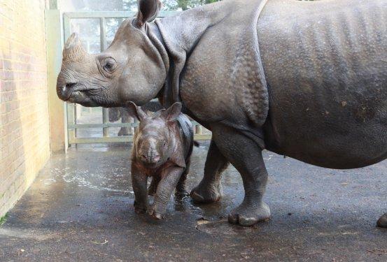 59 kiloluk gergedan ilgi odağı oldu