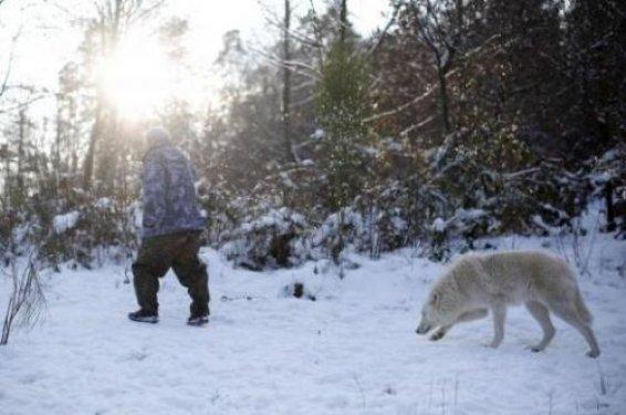 Kurtlarını kendi elleriyle besliyor