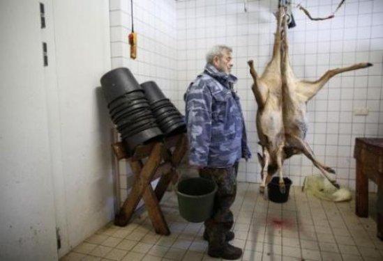 Kurtlarını kendi elleriyle besliyor