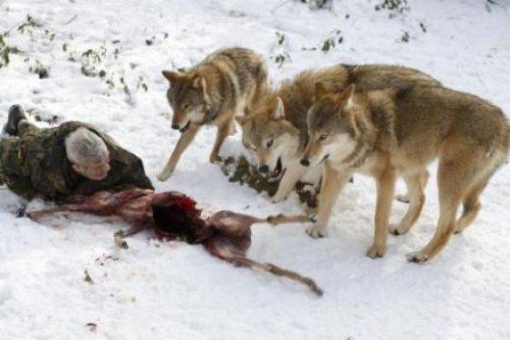 Kurtlarını kendi elleriyle besliyor