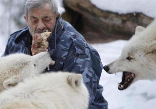 Kurtlarını kendi elleriyle besliyor