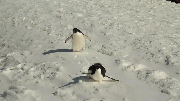 Kate Upton eksi 33 derecede bikinili