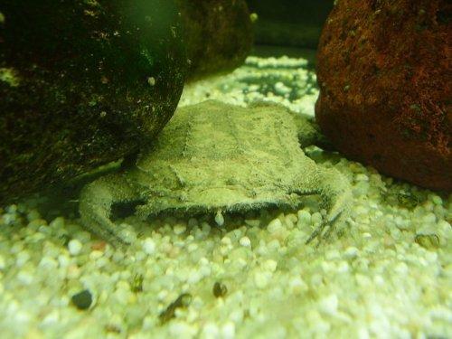 Surinam Kurbağası: Pipa Pipa