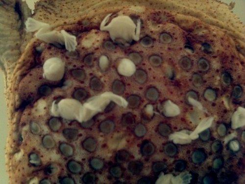 Surinam Kurbağası: Pipa Pipa